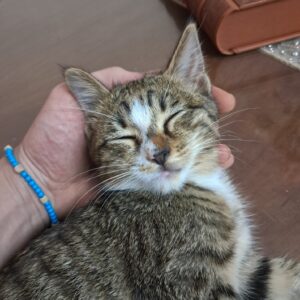 بچه گربه ۴ ماهه