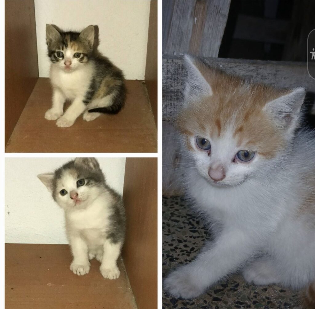 واگذاری سه بچه گربه