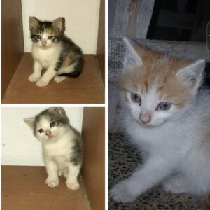 واگذاری سه بچه گربه