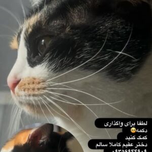 گربه تاکسیدو