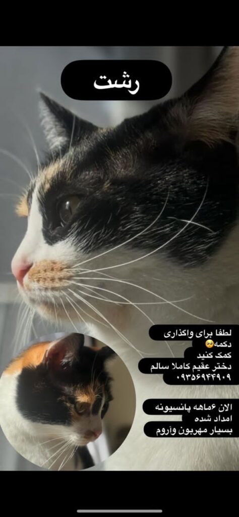 گربه تاکسیدو