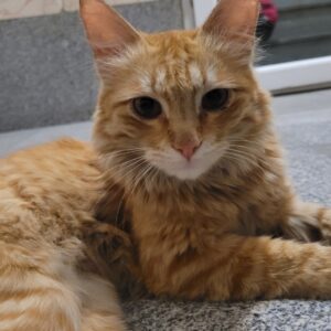 گربه نارنجی پیدا شده