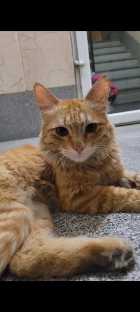 گربه نارنجی پیدا شده