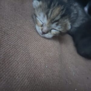 بچه گربه ۲۵روزه تازه از شیر گرفته شده