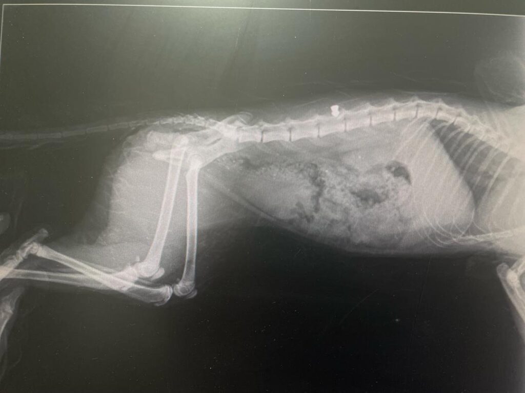 گربه ساچمه خورده