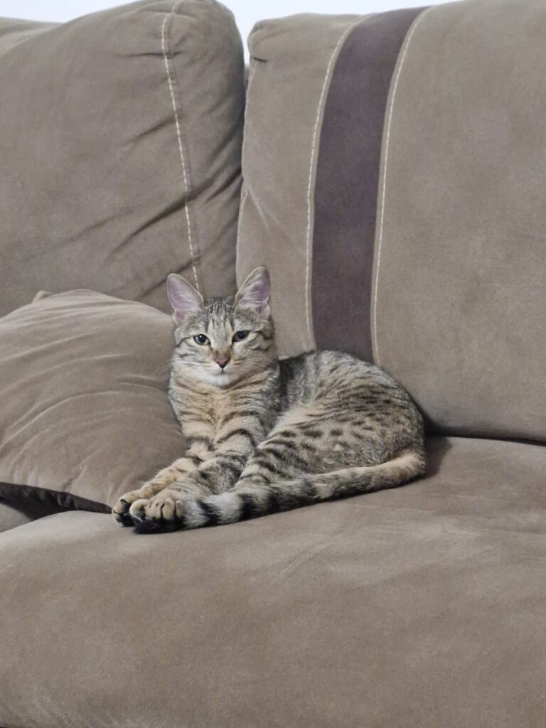 گربه dsh گمشده