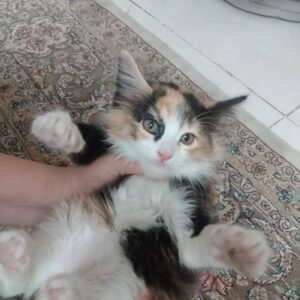 واگذاری گربه
