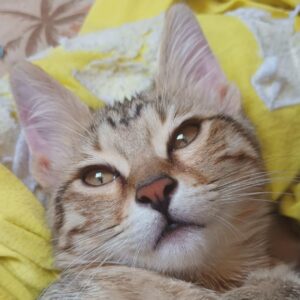 گربه باردار