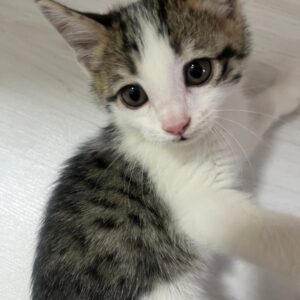 بچه گربه