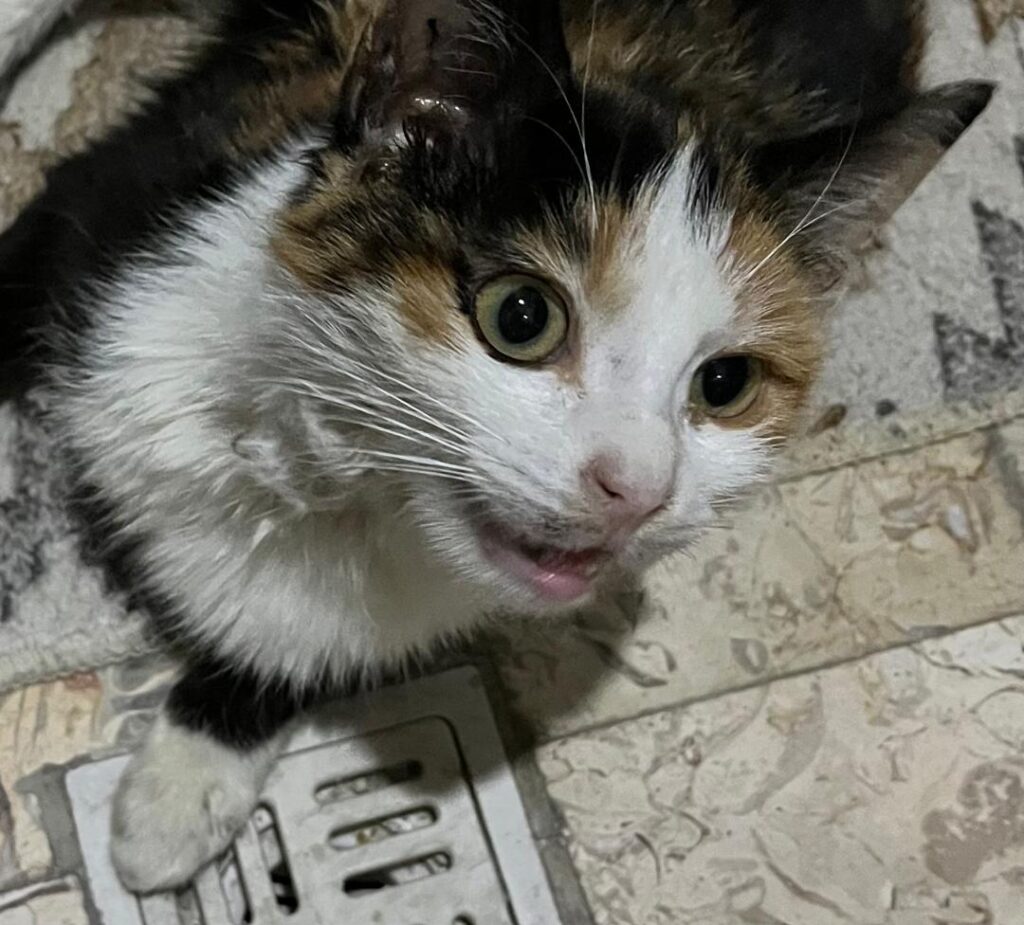 واگذاری گربه DSH چهارماهه