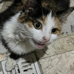 واگذاری گربه DSH چهارماهه