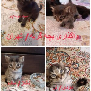واگذاری بچه گربه تک یا با هم