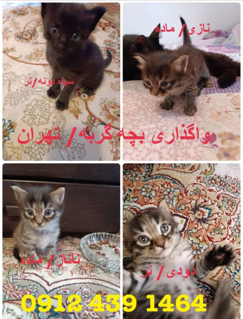 واگذاری بچه گربه تک یا با هم