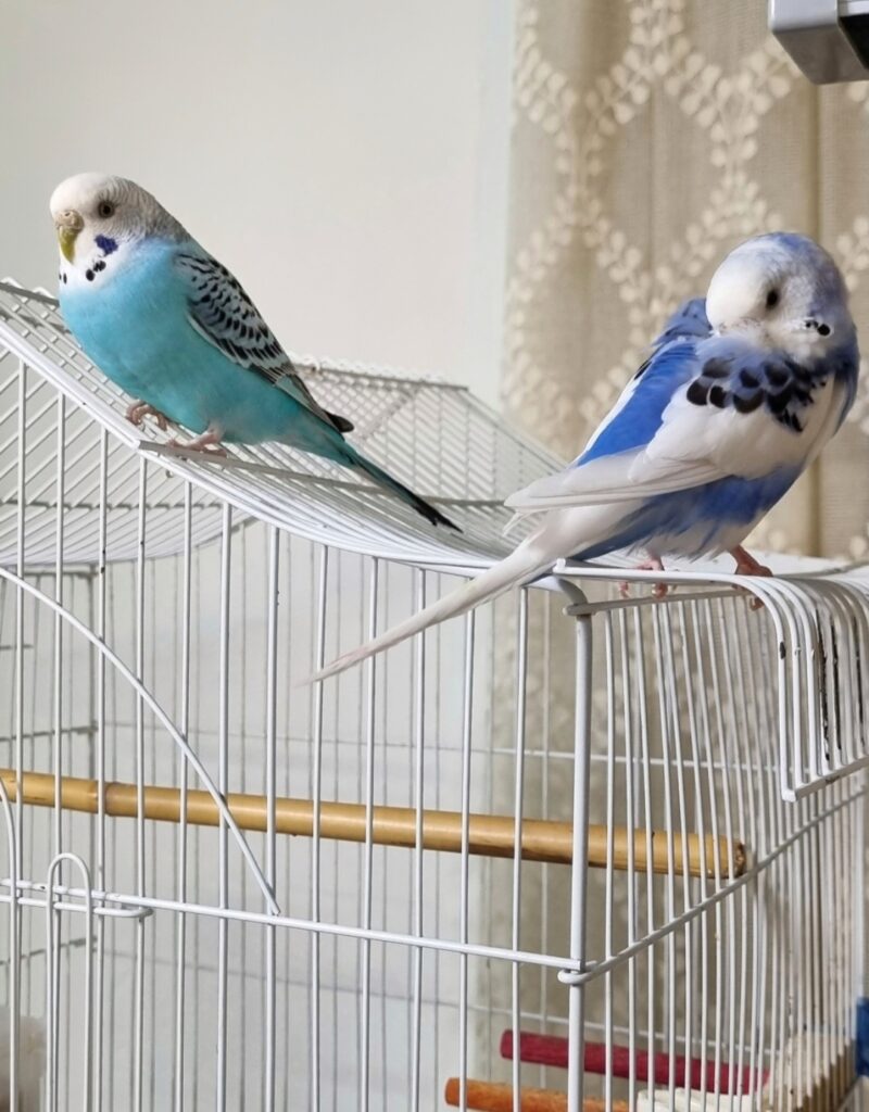 مرغ عشق گمشده