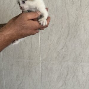 واگذاری رایگان دو بچه‌گربه و مادرشان