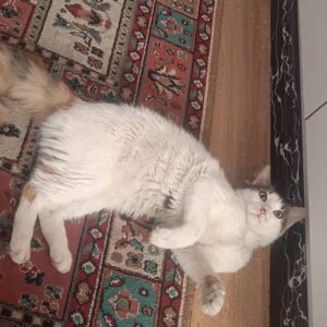 واگذاری برفی خانم