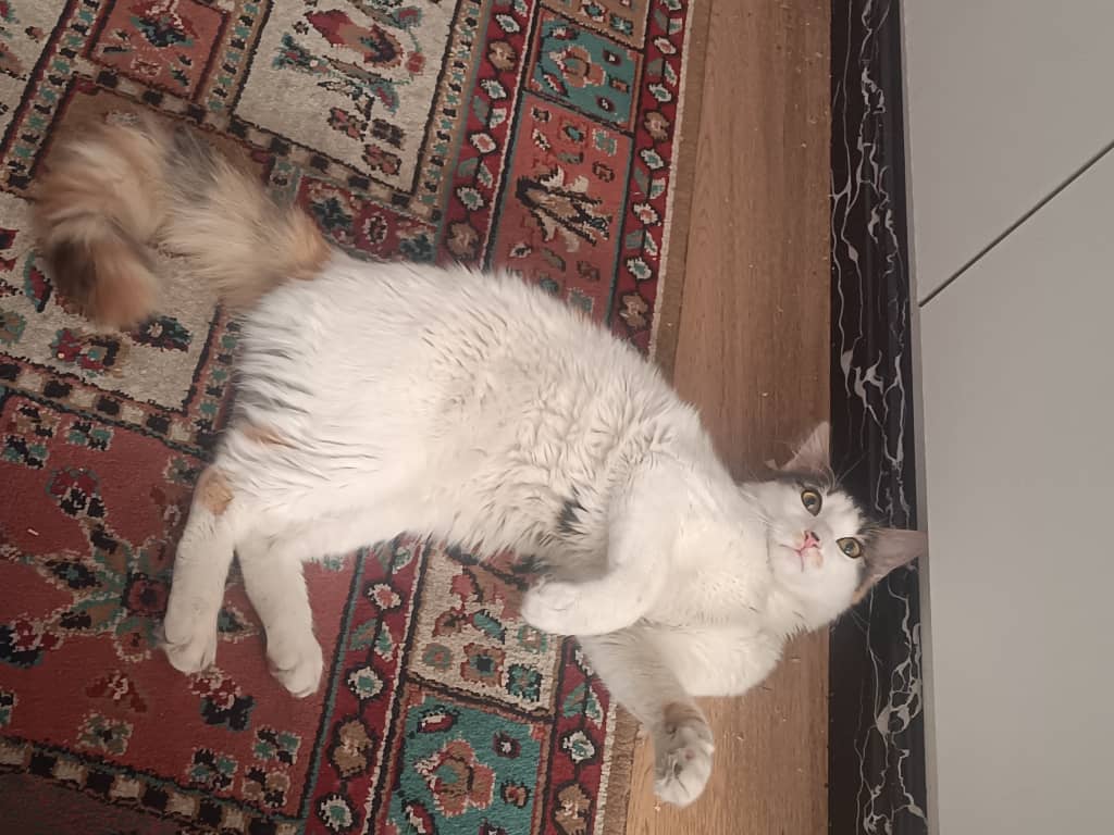 واگذاری برفی خانم