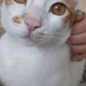 گربه گم شده به نام کوپر/باغ فیض