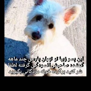 پسرم چهار ساله