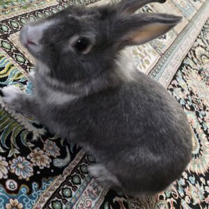 خرگوش شیطون و بامزه