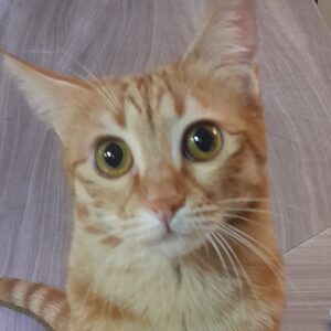 گربه بسیار آروم و مهربون