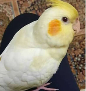 عروس هلندی گم شده