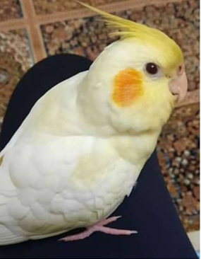 عروس هلندی گم شده