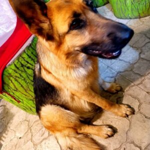 سگ ژرمن ماده