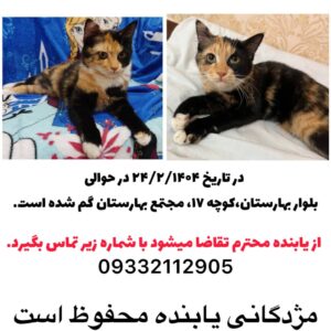 گربهDSH گمشده