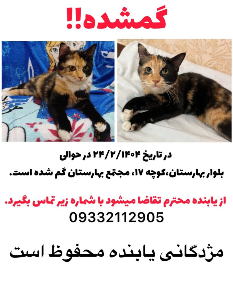 گربهDSH گمشده