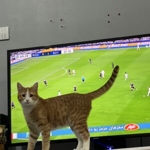 واگذاری گربه نارنجی🧡