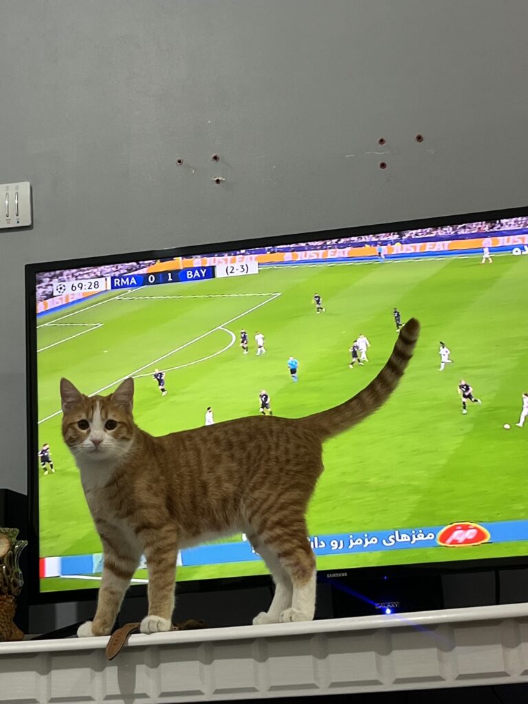 واگذاری گربه نارنجی🧡
