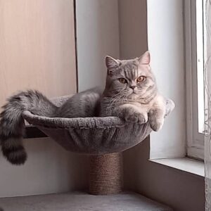 گربه بریتیش گمشده است