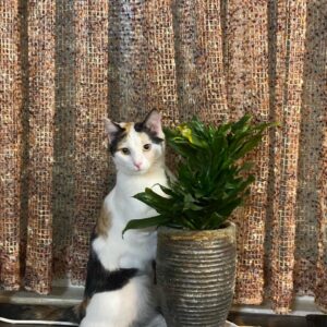 گربه خوشگل واهل بازی نژاد calico   ((۱۰ماه))