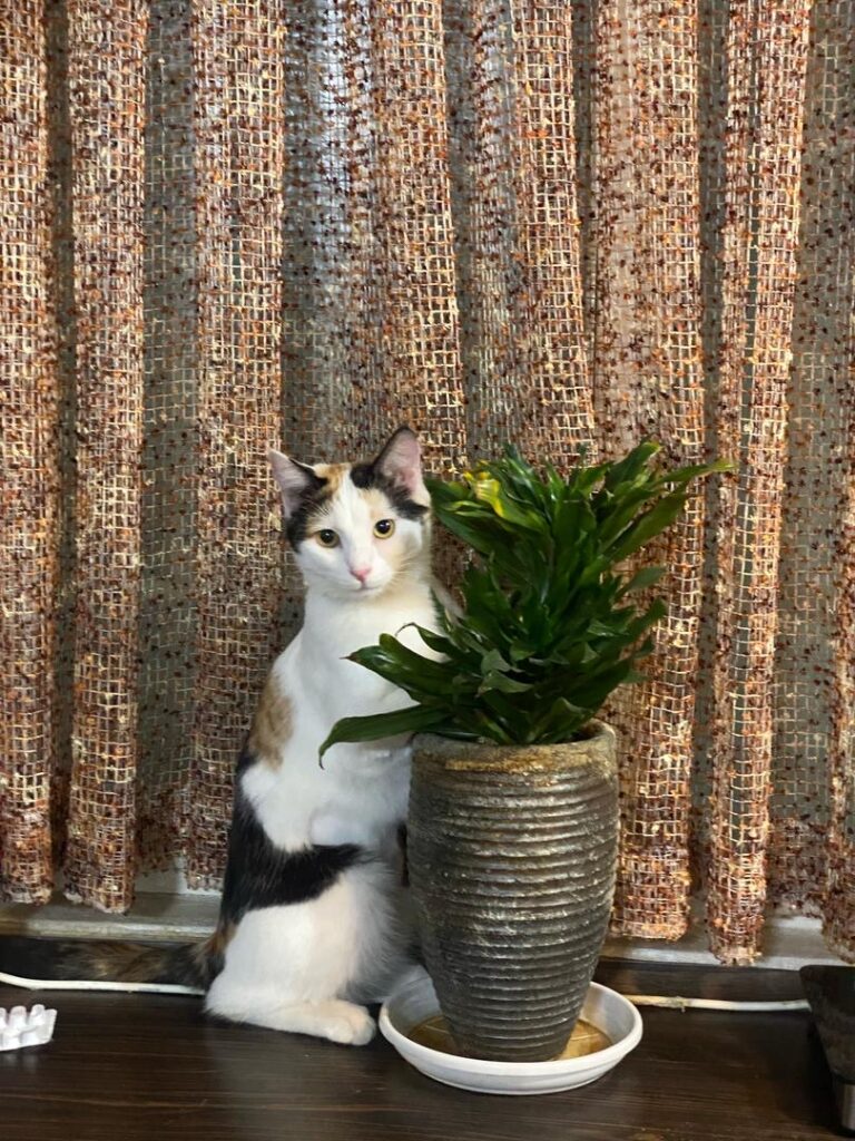 گربه خوشگل واهل بازی نژاد calico   ((۱۰ماه))