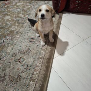 توله یک ماهه