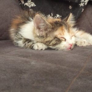 گربه DSH