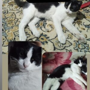 گربه گمشده