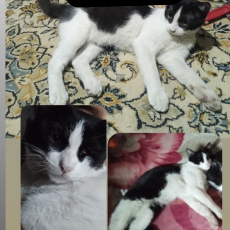 گربه گمشده
