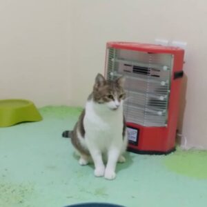 واگذاری گربه نر شش ساله