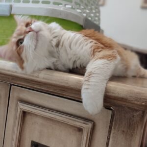گلپر دو ساله فوق العاده ملوس