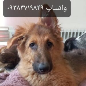 واگذاری ژرمن