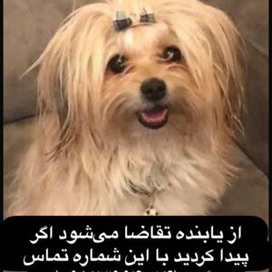 گم شده در محدوده شیان