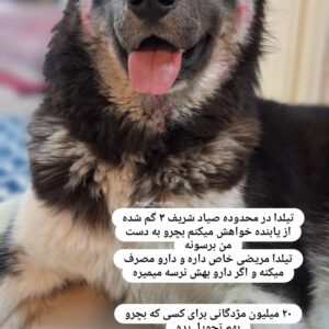 گم شدن سگ هاسکی ژرمن