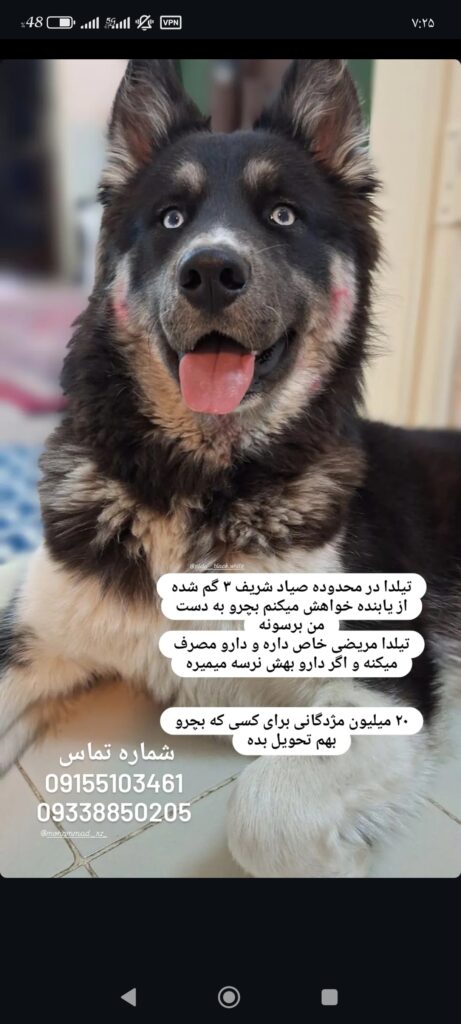 گم شدن سگ هاسکی ژرمن