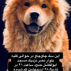 سگ گمشده چاوچاو در تاریخ ۲۸اردیبهشت شیراز محله کلبه بلوار نصر