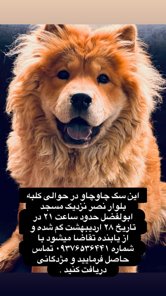 سگ گمشده چاوچاو در تاریخ ۲۸اردیبهشت شیراز محله کلبه بلوار نصر