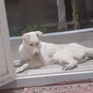 واگذاری رایگان سگ باغی