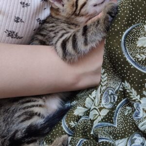 واگذاری بچه گربه
