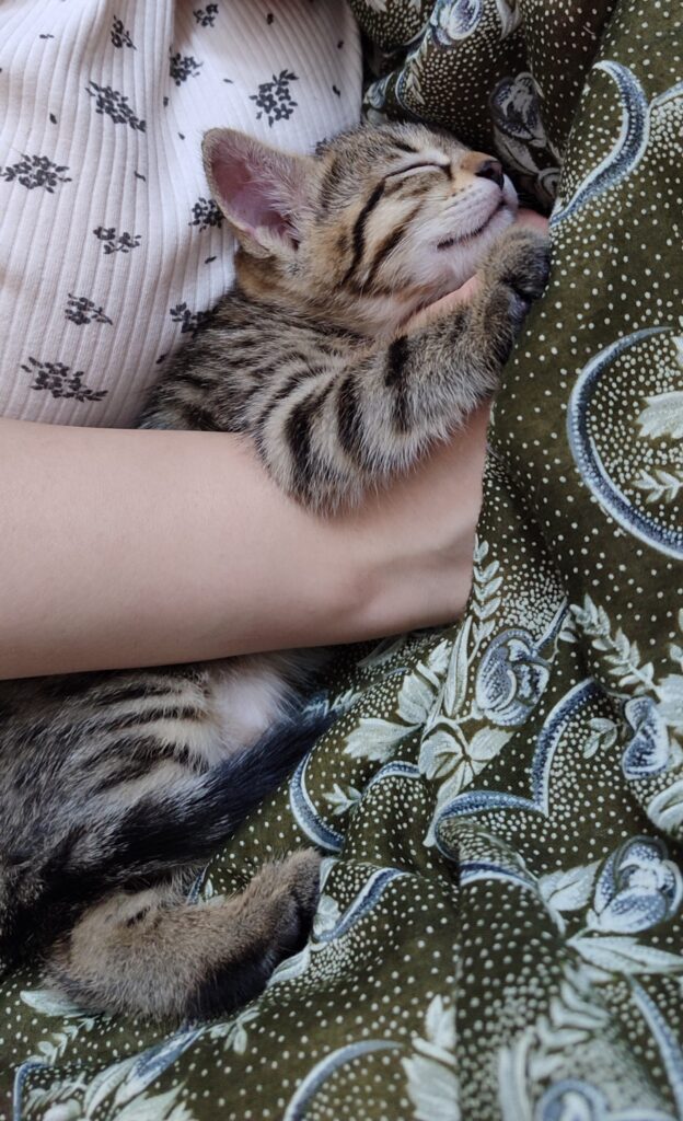 واگذاری بچه گربه